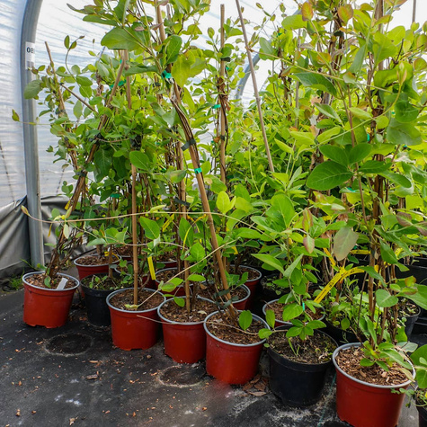 Wiciokrzew Tellmanna