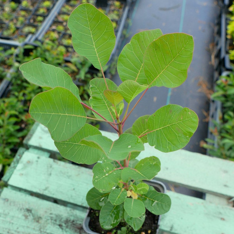 Perukowiec podolski Smokey Joe (P9)