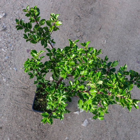 Ostrokrzew Blue Prince męski (C2)