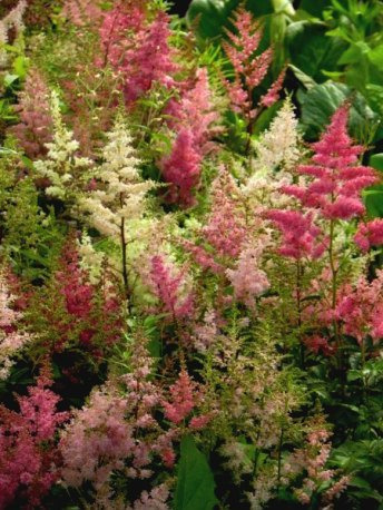 Tawułka Arendsa Showstar (C2)