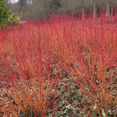 Dereń świdwa Anny's Winter Orange (C2)