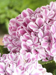 Hortensja ogrodowa japońska Peppermint (P9)