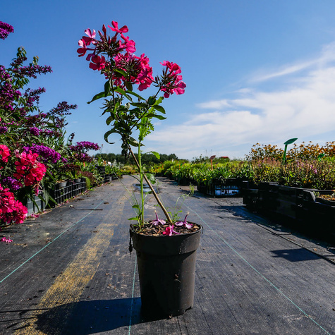 Płomyk wiechowaty Floks Star Fire (C2)