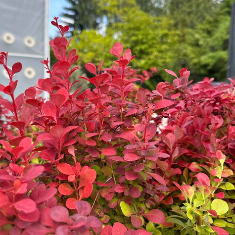 Berberys Thunberga Chiquita (C2)