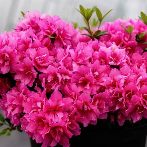 Azalia japońska Melina różowa (C2)