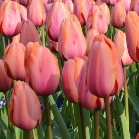 Tulipan darwina Apricot Impression