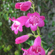 Penstemon Hartwegii Polaris Magenta (C2)