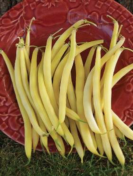 Fasola szparagowa karłowa TARA 50g
