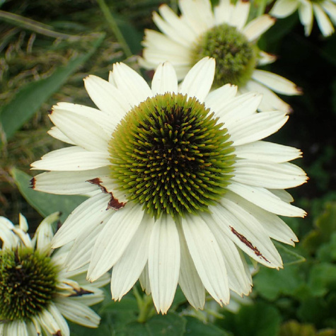 Jeżówka purpurowa Virgin (C2)