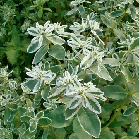 Wilczomlecz białobrzegi 1g Polan