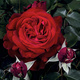Róża wielkokwiatowa Admiral bordowa balot