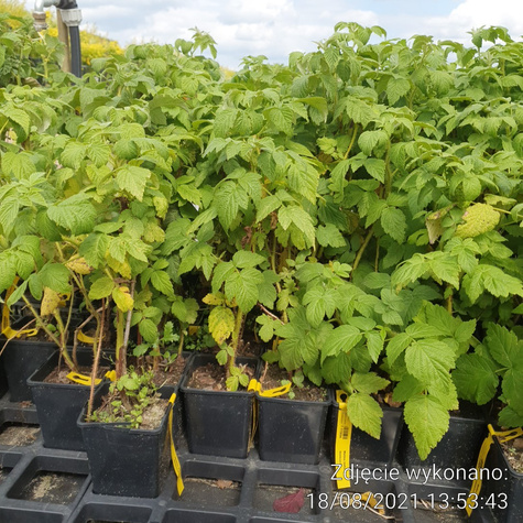 Malina czarna w doniczce (C2)