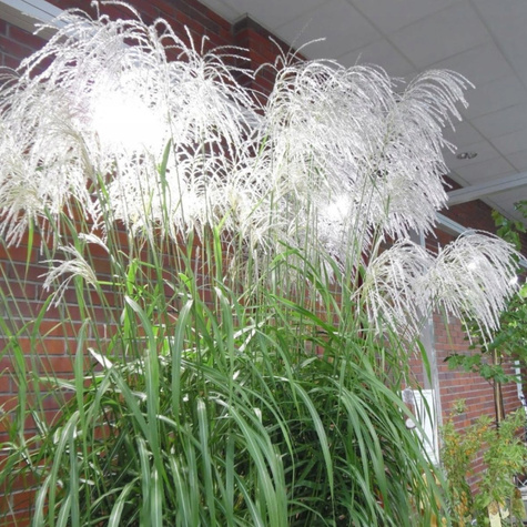 Miskant chiński Memory (C2)