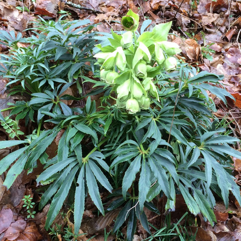 Ciemiernik cuchnący (C2)