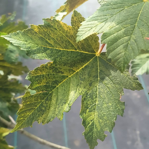 Klon jawor Nizetti Np