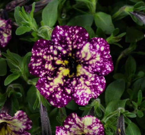 Surfinia purpurowa Magenta Mambo NOWOŚĆ