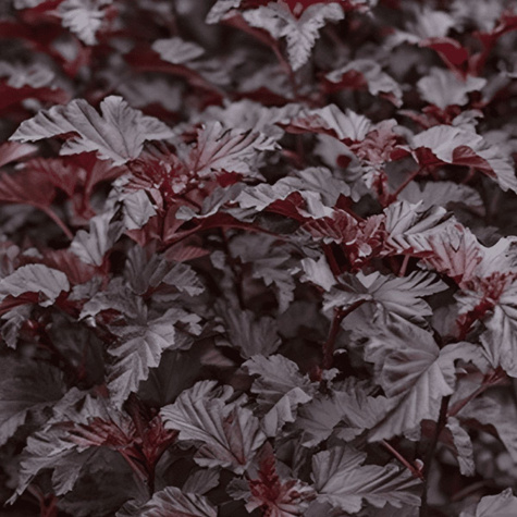 Pęcherznica kalinolistna Sweet Dream (C2)