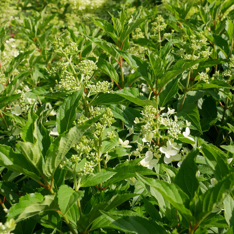 Hortensja bukietowa DOLLY