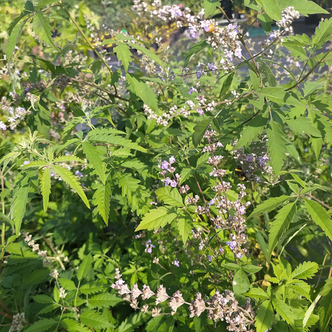 Witex witeks malabarski Kwitnie jesienią