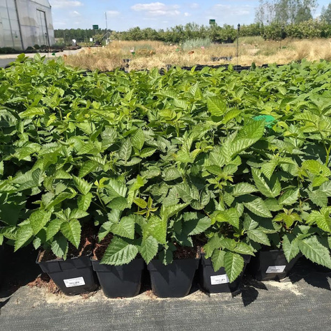 Jeżyna wielkoowocowa Glorniwa w doniczce