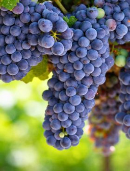 Winorośl winogrona Zilga (C2)