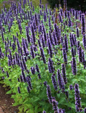 Kłosowiec ogrodowy Black Adder (C2)