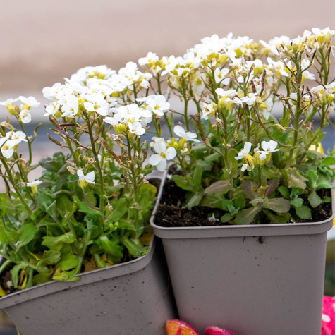 Gęsiówka kaukaska biała (C2)