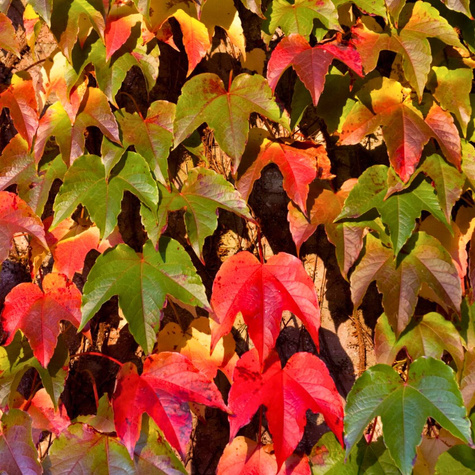 Winobluszcz trójklapowy Diamond Mountains (C2)