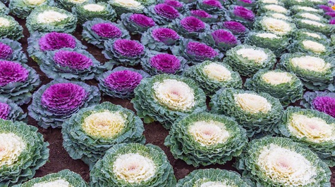 Kapusta Ozdobna kremowo-różowa wysoka