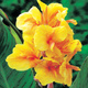 Paciorecznik Canna Kanna Golden Lucifer