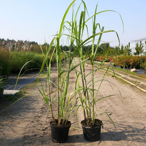 Miskant kwiecisty Jubilaris