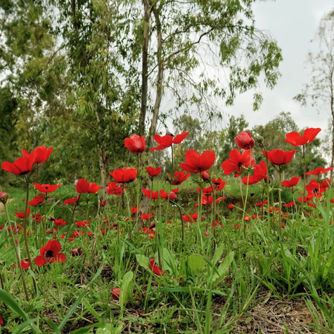 Mak wschodni Beauty of Livermere (C2)