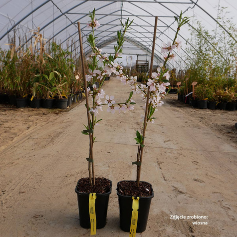Mini Brzoskwinia biała