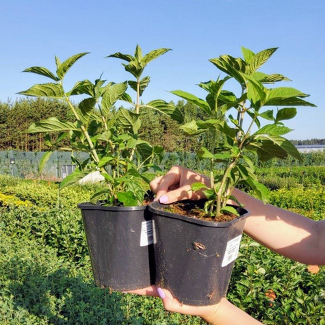 Hortensja bukietowa Summer Love (C2)