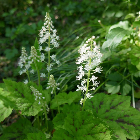 Tiarella sercolistna (C2)
