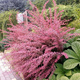 Berberys thunberga Pink Queen (C2)