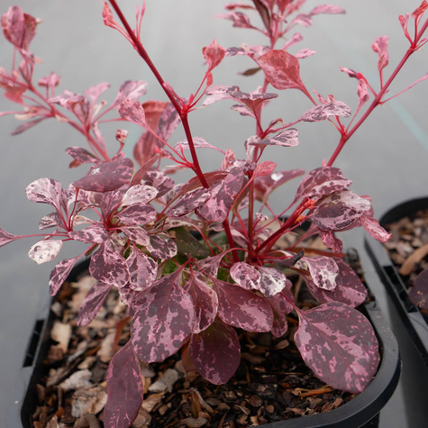 Berberys thunberga Pink Queen (C2)