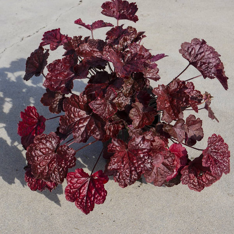 Żurawka drobnokwiatowa Palace Purple (C2)