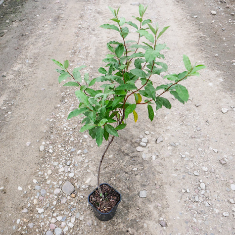 Oliwnik baldaszkowy Miododajny (C2)