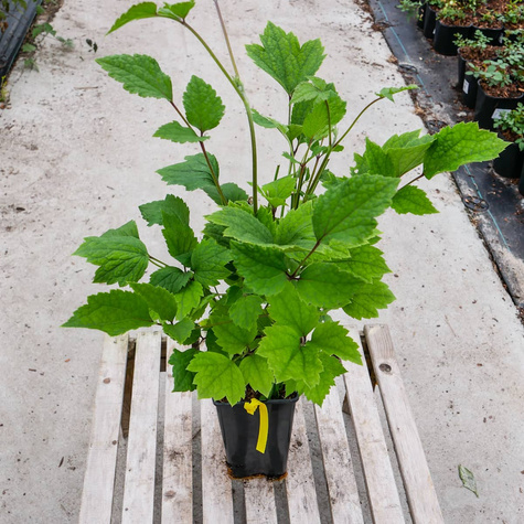 Powojnik Clematis barszczolistny rurkowaty Cassandra (C2)