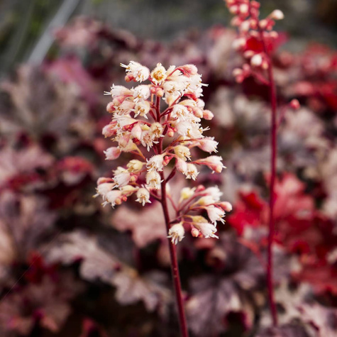 Żurawka ogrodowa Northern Exposure (C2)