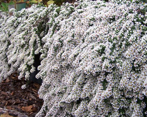 Aster wrzosolistny Snow Flurry biały płożący