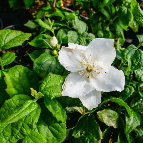 Jaśminowiec panieński Biały Karzeł (C2)