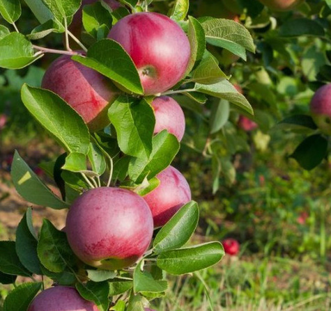 Jabłoń Enterprise Parchoodporna Plant Pack