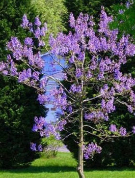 Paulownia Puszysta CESARSKIE DRZEWKO SZCZĘŚCIA (C2)