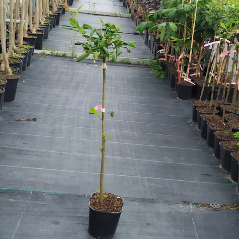 Pigwowiec okazały Nivalis Szczepiony na pniu PA60 (C2)