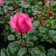 Róża rabatowa Różowa