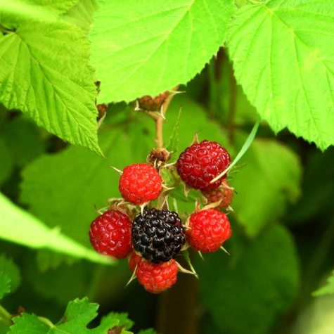 Malina czarna w doniczce (C2)