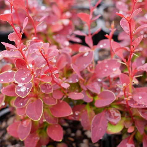 Berberys Thunberga Marylka (C2)