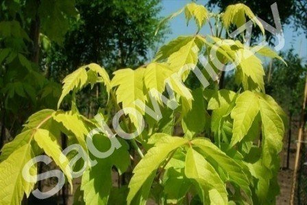 Klon jesionolistny Odessanum szczepiony na pniu h 200-250cm